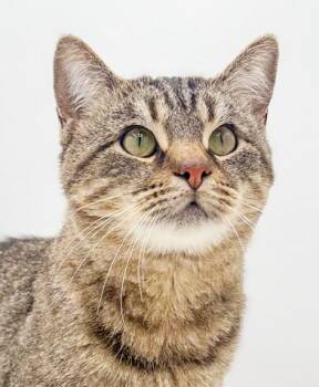 Bengal and Tabby Cats Available for Adoption in Bedford Hills, New York - King Will Rock