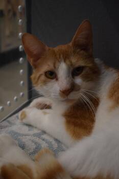 Tabby Cats Available for Adoption in Greenville, Delaware - August (FCID# 12/29/2025 - 84 Middletown PS) | PetCurious