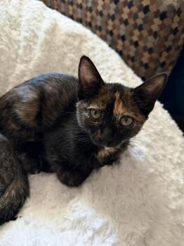 Cinnamon Toast Crunch -  Domestic Short Hair Cat for Adoption in St. Cloud, Florida - Cinnamon Toast Crunch | PetCurious