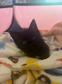 Mabel -  Domestic Short Hair Cat for Adoption in Liverpool, New York - Mabel | PetCurious