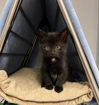 Arber -  Domestic Short Hair Cat for Adoption in Delson, Quebec - Arber | PetCurious