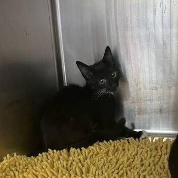 Skittles -  Domestic Short Hair Cat for Adoption in Port Charlotte, Florida - Skittles | PetCurious