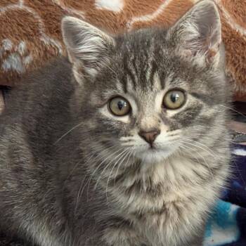 Domestic Short Hair Cats Available for Adoption in South Elgin, Illinois - Spike | PetCurious