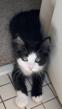 Moon Knight -  Domestic Medium Hair Cat for Adoption in Fort Collins, Colorado - Moon Knight | PetCurious