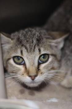 Rescue Domestic Short Hair Cats for Adoption in Calhoun, Kentucky - Elvira | PetCurious