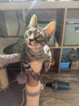 Merekat -  Domestic Short Hair Cat for Adoption in Topeka, Kansas - Merekat | PetCurious