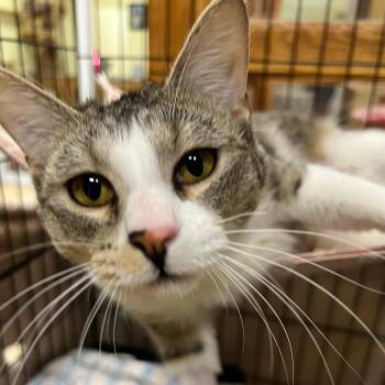 Domestic Short Hair Cats Available for Adoption - Zipper | PetCurious