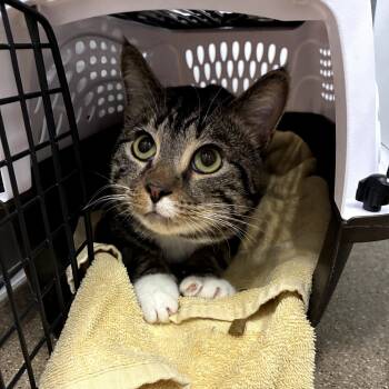 Rescue Domestic Short Hair Cats for Adoption in Skokie, Illinois - Nico (c2025) | PetCurious
