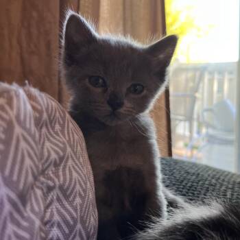 Gucci -  Domestic Short Hair Cat for Adoption in Layton, Utah - Gucci | PetCurious