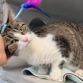 Domestic Short Hair Cats Available for Adoption in Westhampton, New York - Comet | PetCurious