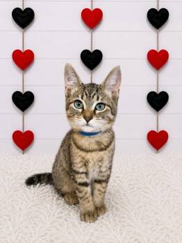 Melody -  Domestic Short Hair Cat for Adoption in Corpus Christi, Texas - Melody | PetCurious