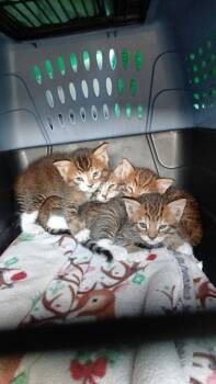 Domestic Short Hair Cats Available for Adoption in San Jose, California - Cayenne | PetCurious