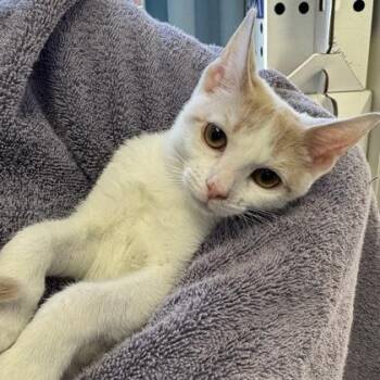 Armand -  Domestic Short Hair Cat for Adoption in Richmond, Virginia - Armand | PetCurious