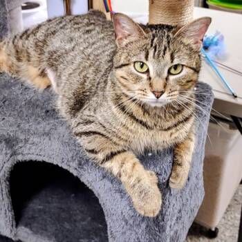 Domestic Short Hair Cats Available for Adoption in Falls Church, Virginia - Darla | PetCurious