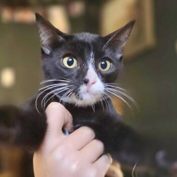 HP -  Domestic Short Hair Cat for Adoption in Sonora, California - HP | PetCurious