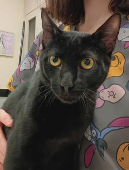Bolt -  Domestic Short Hair Cat for Adoption in Palm Coast, Florida - Bolt | PetCurious