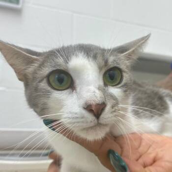 Audi -  Domestic Short Hair Cat for Adoption in Corpus Christi, Texas - Audi | PetCurious