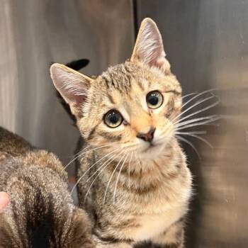 Katrina -  Domestic Short Hair Cat for Adoption in Cumming, Georgia - Katrina | PetCurious