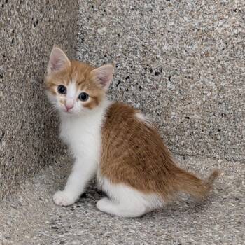 Stoick -  Domestic Short Hair Cat for Adoption in Detroit Lakes, Minnesota - Stoick | PetCurious