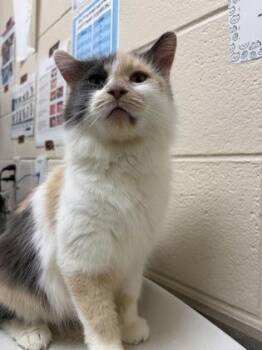 Ethel -  Domestic Short Hair Cat for Adoption in Westland, Michigan - Ethel | PetCurious
