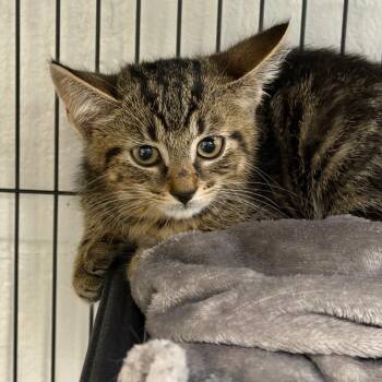 Mystery -  Domestic Short Hair Cat for Adoption in Hampton Bays, New York - Mystery | PetCurious