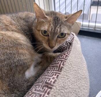 Rescue Domestic Short Hair Cats for Adoption in Lambertville, New Jersey - Phoebe | PetCurious