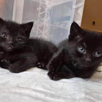 Domestic Short Hair Cats Available for Adoption - Marty & Crystal | PetCurious