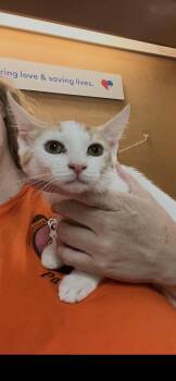 Sunshine -  Domestic Short Hair Cat for Adoption in Scottsdale, Arizona - Sunshine | PetCurious
