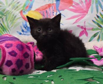 Rescue Domestic Short Hair Cats for Adoption in Effingham, Illinois - Moana | PetCurious
