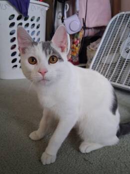 Domestic Short Hair Cats Available for Adoption - Nico | PetCurious