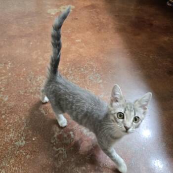 Selina -  Domestic Short Hair Cat for Adoption in Birmingham, Alabama - Selina | PetCurious