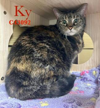 Domestic Short Hair Cats Available for Adoption - Ky | PetCurious