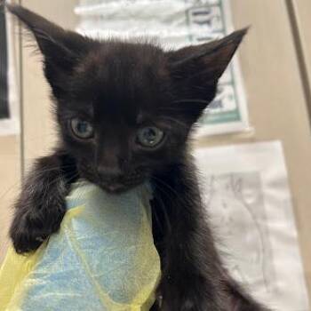 Domestic Short Hair Cats Available for Adoption in Las Vegas, Nevada - MARCO | PetCurious