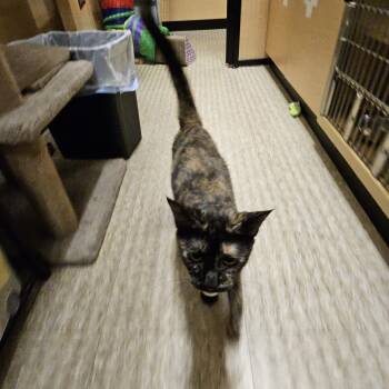 Amelia -  Domestic Short Hair Cat for Adoption in Worcester, Massachusetts - Amelia | PetCurious