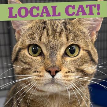 LOCAL CAT, Hamilton -  Domestic Short Hair Cat for Adoption in Scituate, Rhode Island - LOCAL CAT, Hamilton | PetCurious