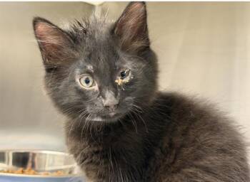 PENELOPE -  Domestic Short Hair Cat for Adoption in Tustin, California - PENELOPE | PetCurious