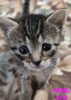 Hazel -  Domestic Short Hair Cat for Adoption in Buhl, Idaho - Hazel | PetCurious