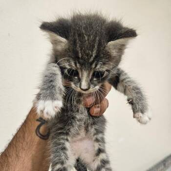 SCFL-Stray-67019 -  Domestic Short Hair Cat for Adoption in Lake Panasoffkee, Florida - SCFL-Stray-67019 | PetCurious