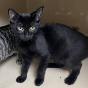 Gazpacho -  Bombay and Domestic Short Hair Cat for Adoption in Clarksville, Virginia - Gazpacho | PetCurious