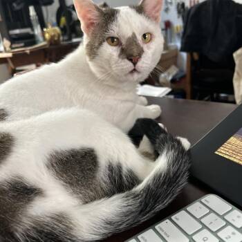 Freddie Jr. -  Domestic Short Hair Cat for Adoption - Freddie Jr. | PetCurious