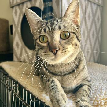 David Jr. -  Domestic Short Hair Cat for Adoption in St. Louis, Missouri - David Jr. | PetCurious