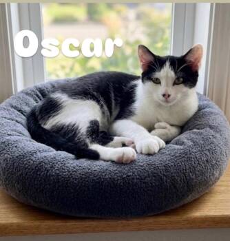 Oscar -  Extra Toes Cat Hemingway Polydactyl Cat for Adoption in Chandler, Arizona - Oscar | PetCurious