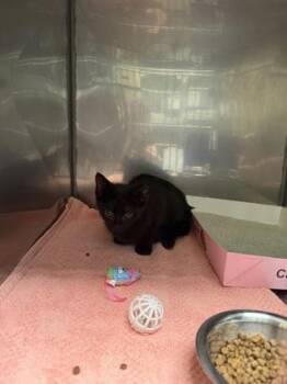 Disco Ball -  Domestic Short Hair Cat for Adoption in Fishers, Indiana - Disco Ball | PetCurious