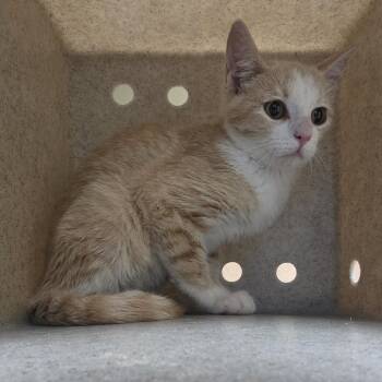 Pumpkin Cream Cold Brew -  Domestic Short Hair Cat for Adoption in Cheyenne, Wyoming - Pumpkin Cream Cold Brew | PetCurious