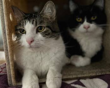 John Mayer -  Domestic Short Hair Cat for Adoption in Raleigh, North Carolina - John Mayer | PetCurious