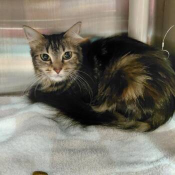 Kodi -  Domestic Long Hair Cat for Adoption in Philadelphia, Pennsylvania - Kodi | PetCurious