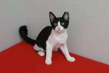 Cow -  Domestic Short Hair Cat for Adoption in Fountain Hills, Arizona - Cow | PetCurious