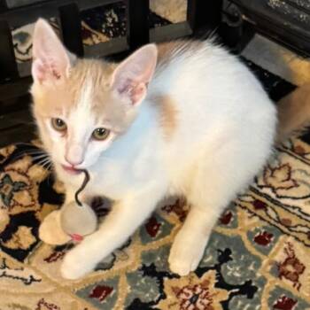 Pino (bonded with Mook) -  Domestic Short Hair Cat for Adoption in Santa Rosa, California - Pino (bonded With Mook) | PetCurious