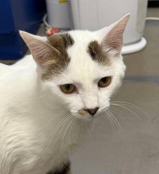 Domestic Short Hair Cats Available for Adoption in Cary, North Carolina - Ben Wyatt | PetCurious