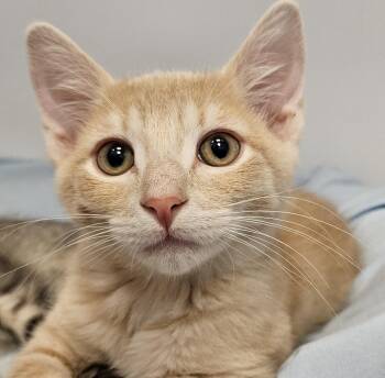 Domestic Short Hair Cats Available for Adoption in Washburn, Wisconsin - Mushu | PetCurious